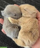 2x Baby Kaninchen 7-8 Wochen alt mit Stall + Kleintiergehege
