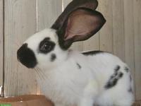 2 gerettete junge Kaninchen suchen Zuhause