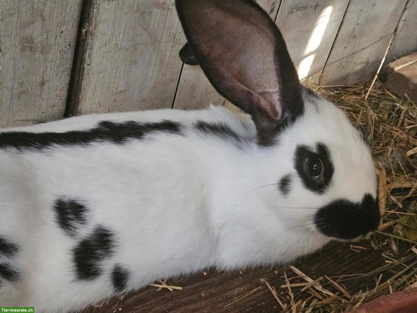 Bild 2: 2 gerettete junge Kaninchen suchen Zuhause
