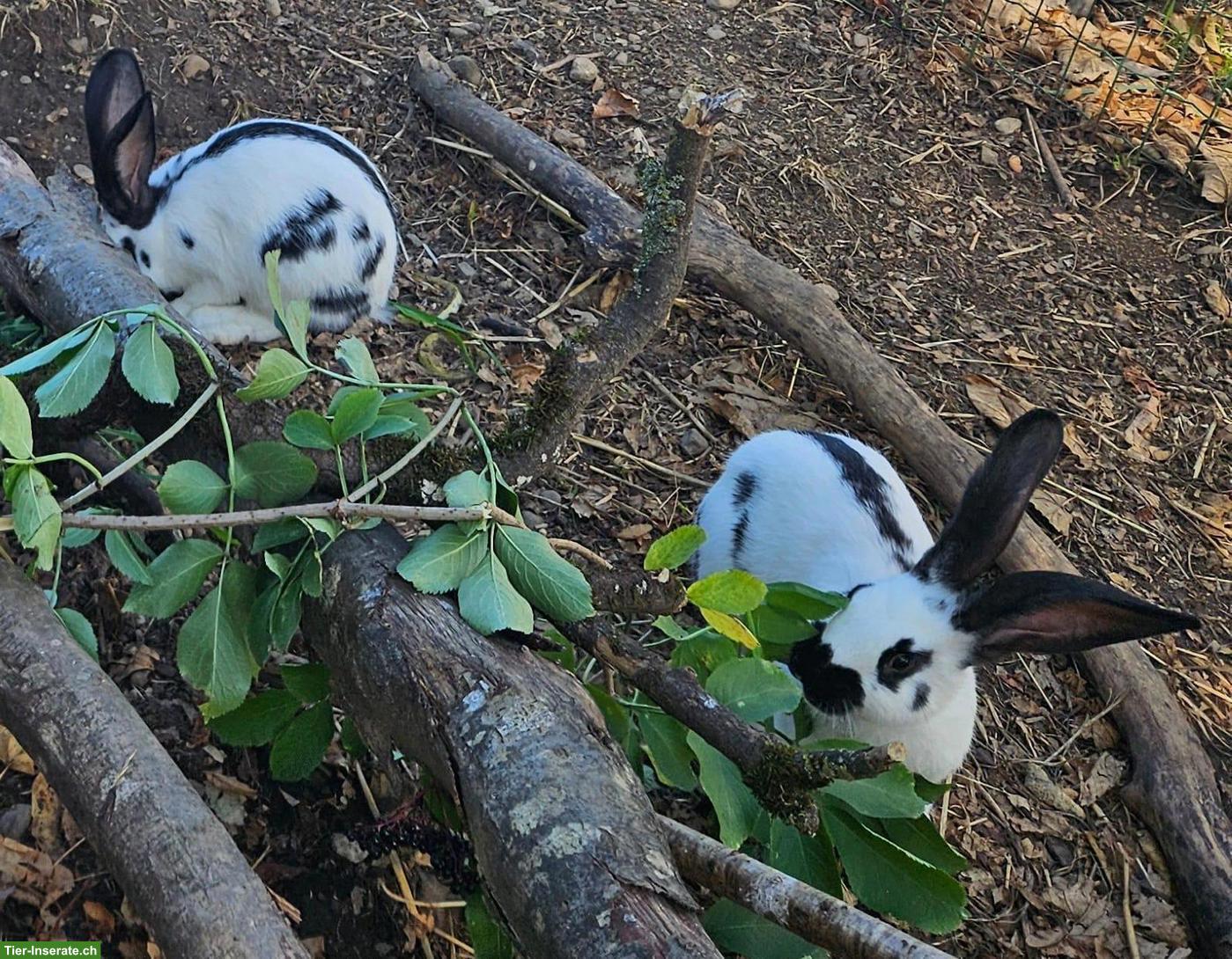 Bild 3: 2 gerettete junge Kaninchen suchen Zuhause