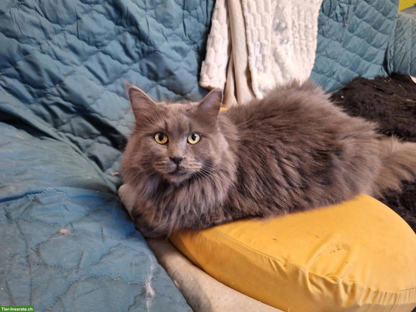 Maine Coon Katze Amira, 4-jährig