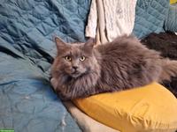 Maine Coon Katze Amira, 4-jährig