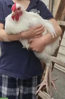 Schweizer Huhn: junger Hahn abzugeben