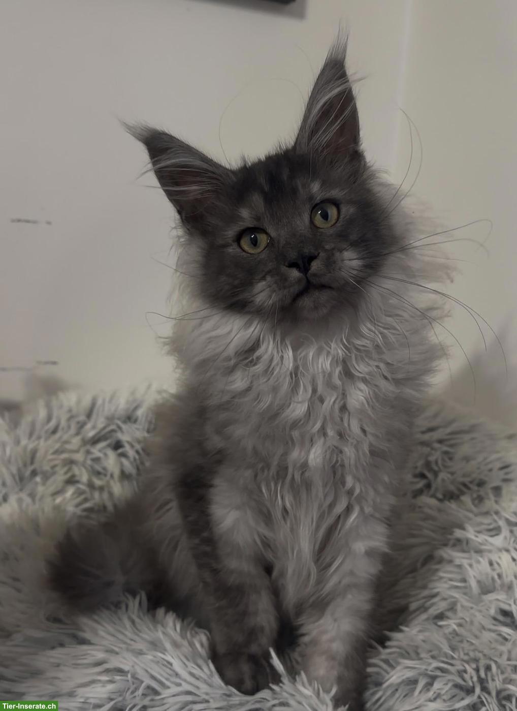 Maine Coon Katzen, Mädchen suchen ihr liebevolles Zuhause