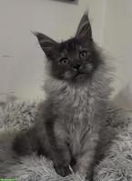 Maine Coon Katzen, Mädchen suchen ihr liebevolles Zuhause