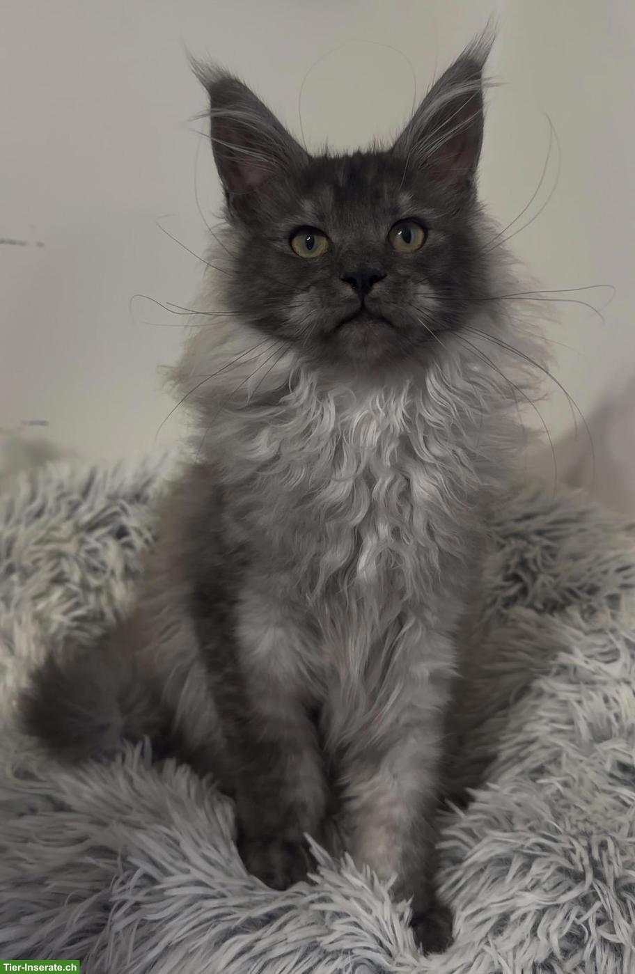 Bild 2: Maine Coon Katzen, Mädchen suchen ihr liebevolles Zuhause