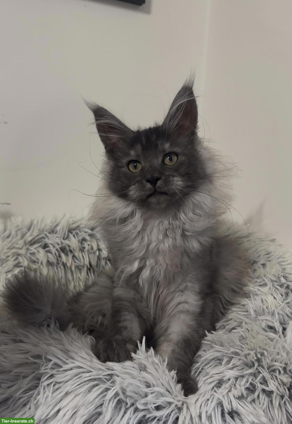 Bild 3: Maine Coon Katzen, Mädchen suchen ihr liebevolles Zuhause