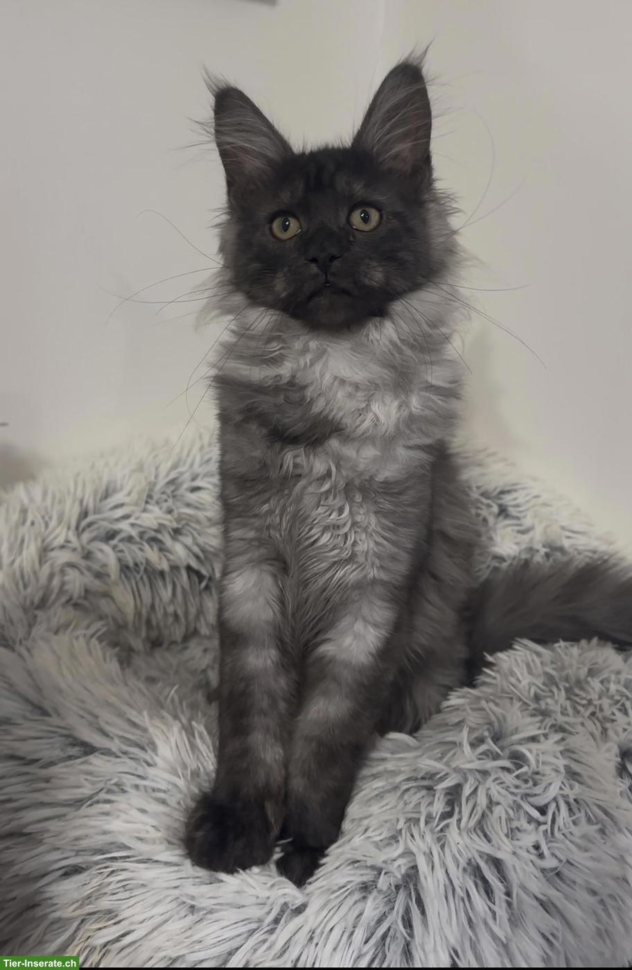 Bild 4: Maine Coon Katzen, Mädchen suchen ihr liebevolles Zuhause