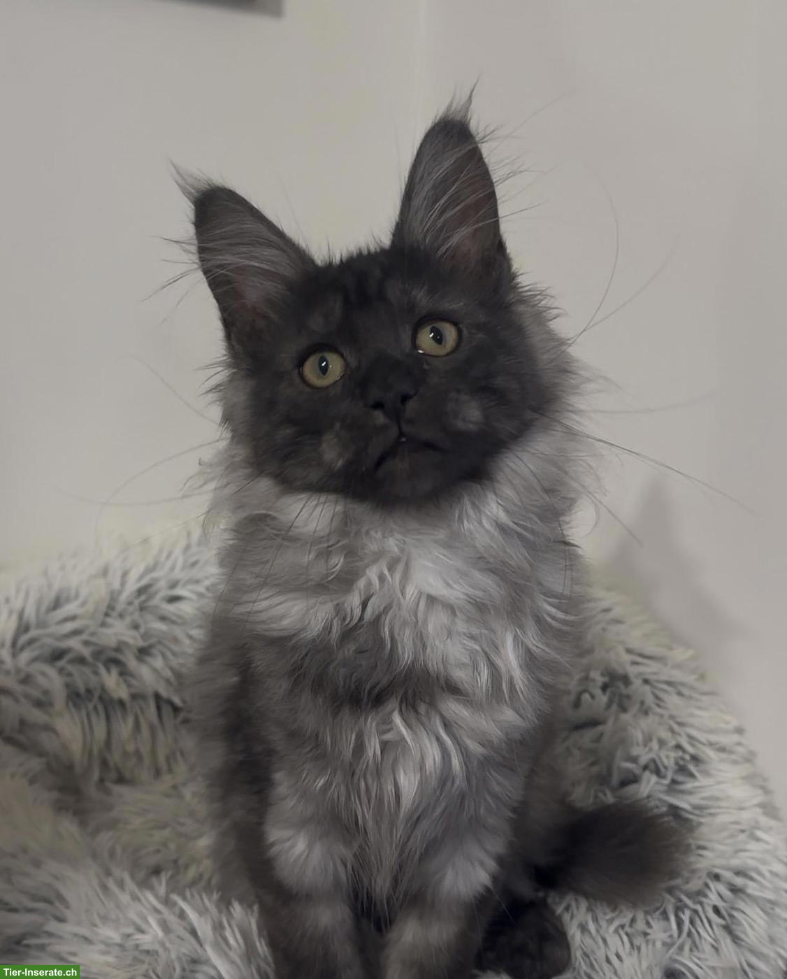 Bild 5: Maine Coon Katzen, Mädchen suchen ihr liebevolles Zuhause