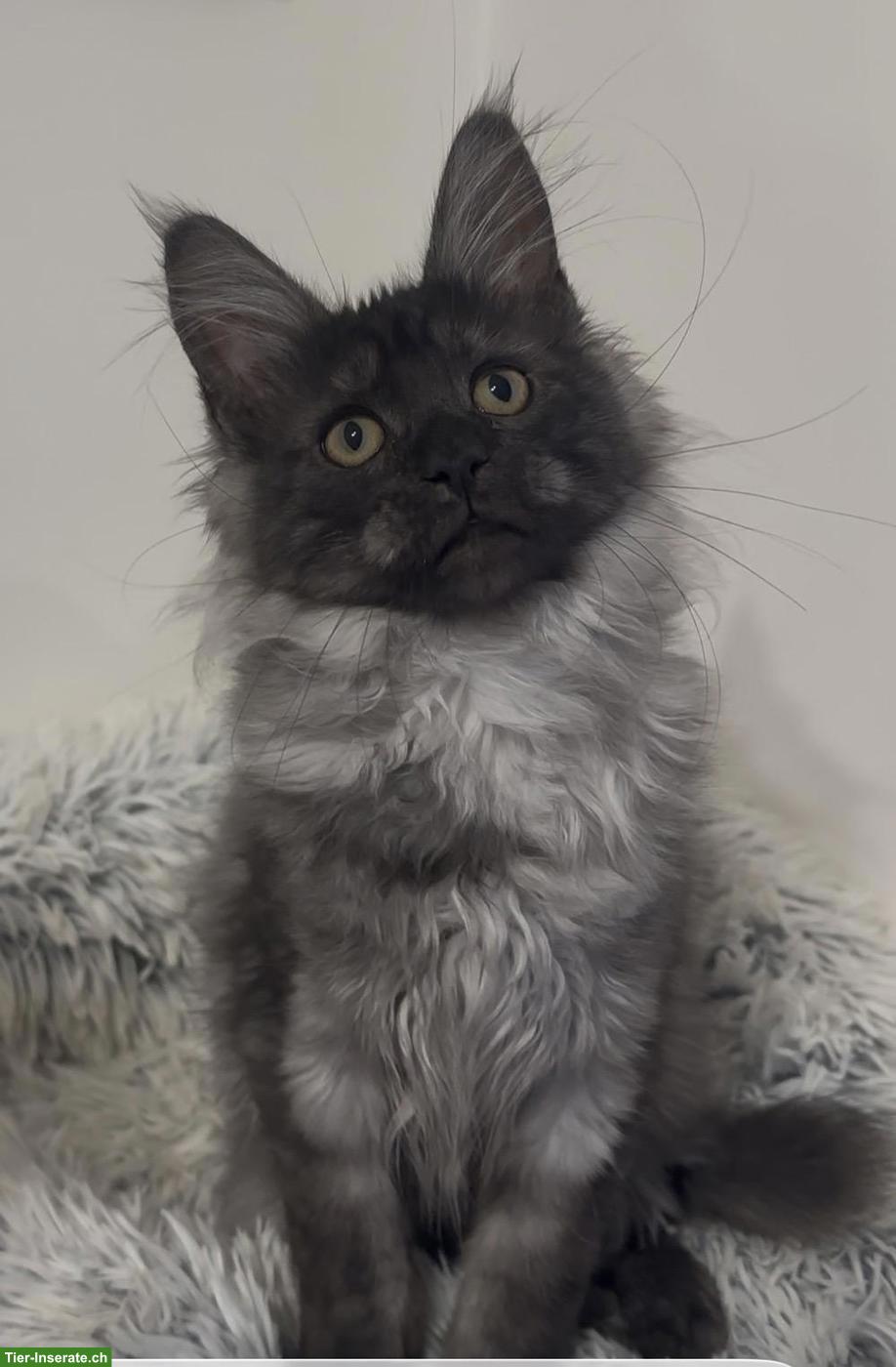 Bild 6: Maine Coon Katzen, Mädchen suchen ihr liebevolles Zuhause