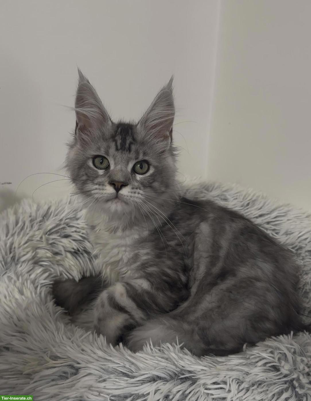 Bild 7: Maine Coon Katzen, Mädchen suchen ihr liebevolles Zuhause