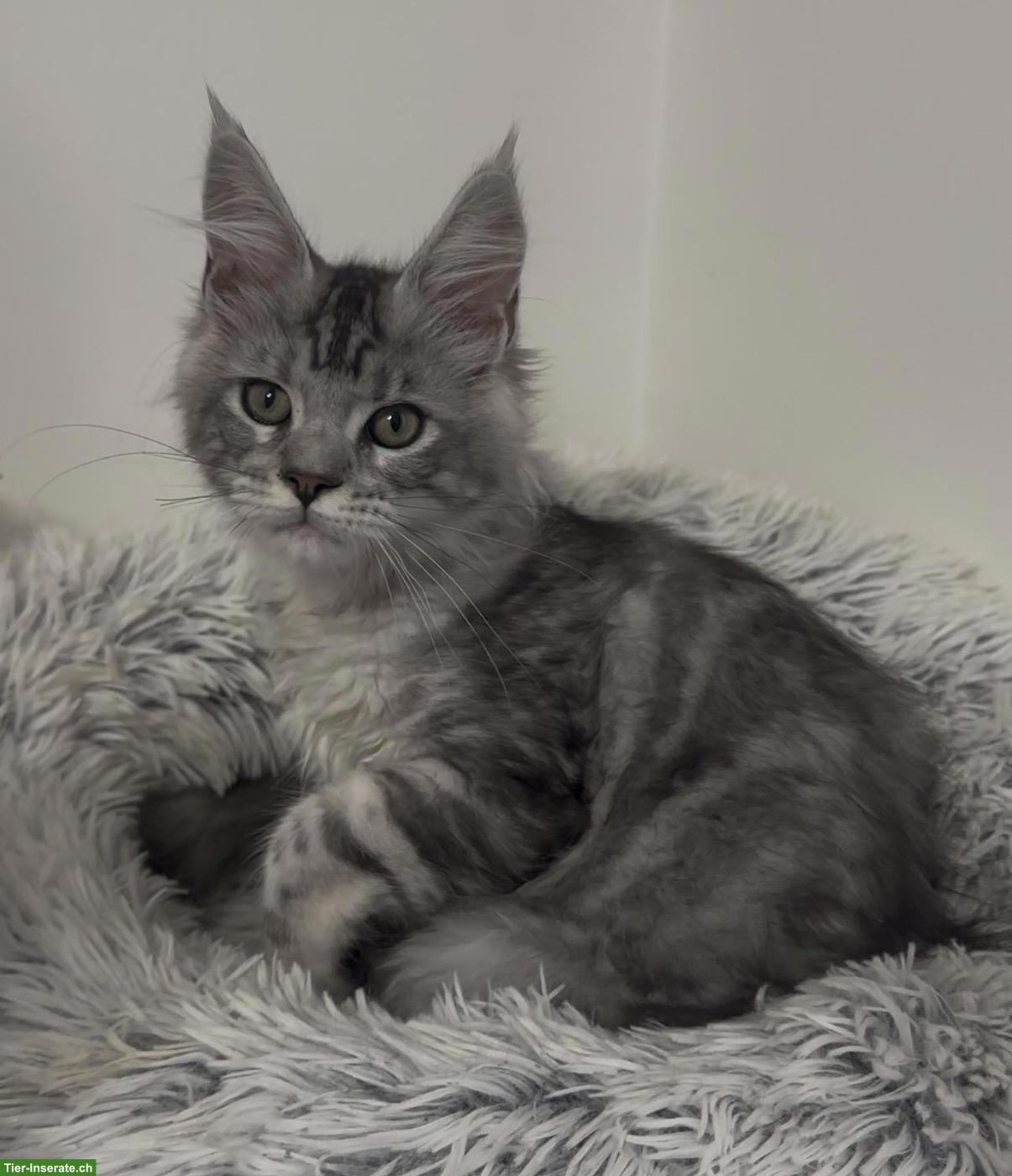 Bild 8: Maine Coon Katzen, Mädchen suchen ihr liebevolles Zuhause