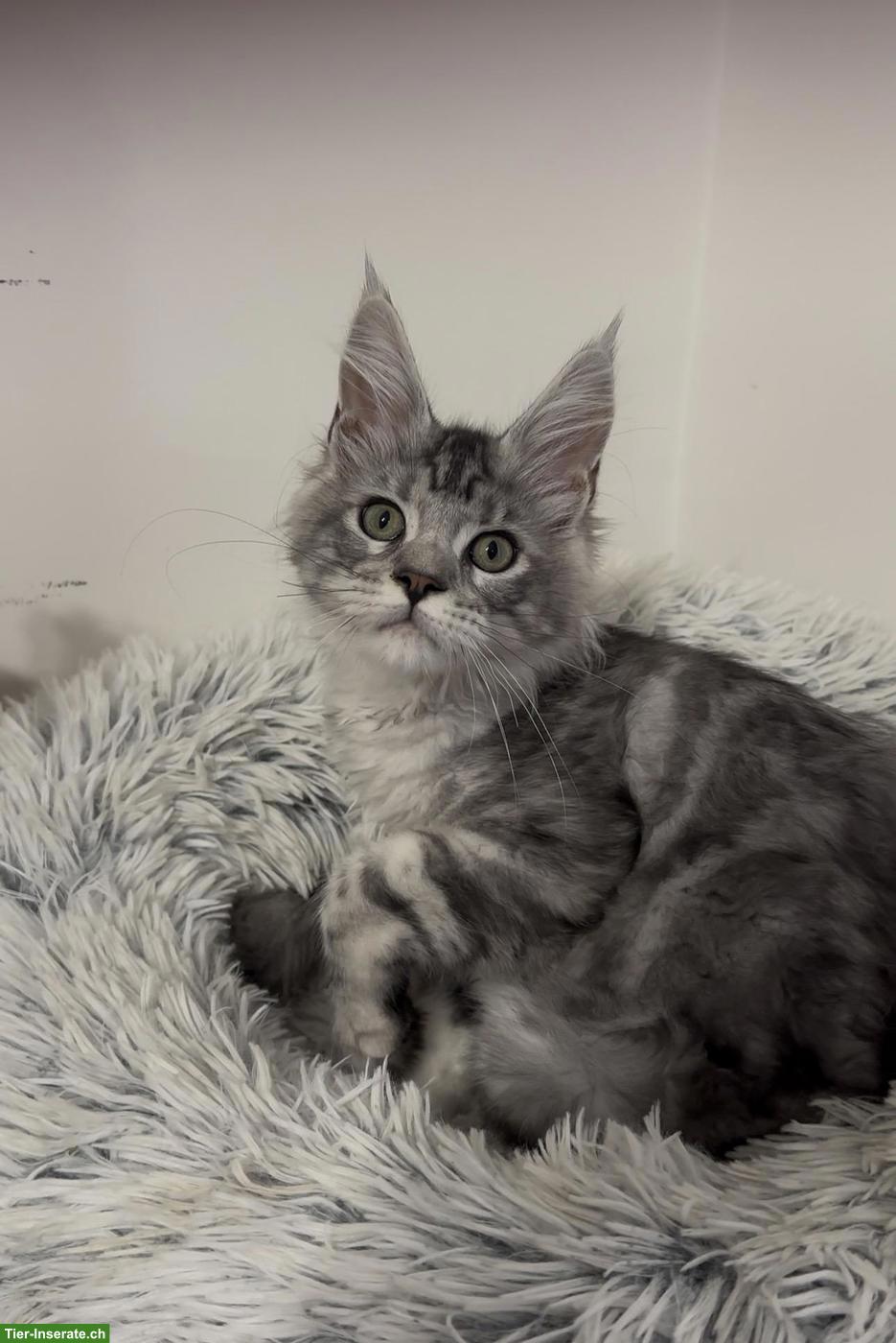 Bild 9: Maine Coon Katzen, Mädchen suchen ihr liebevolles Zuhause