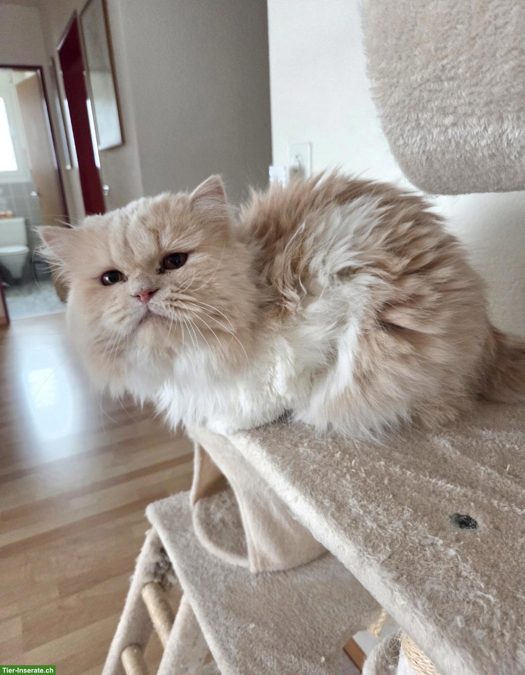 Perserkater Milo, bald 4-jährig abzugeben
