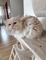 Perserkater Milo, bald 4-jährig abzugeben
