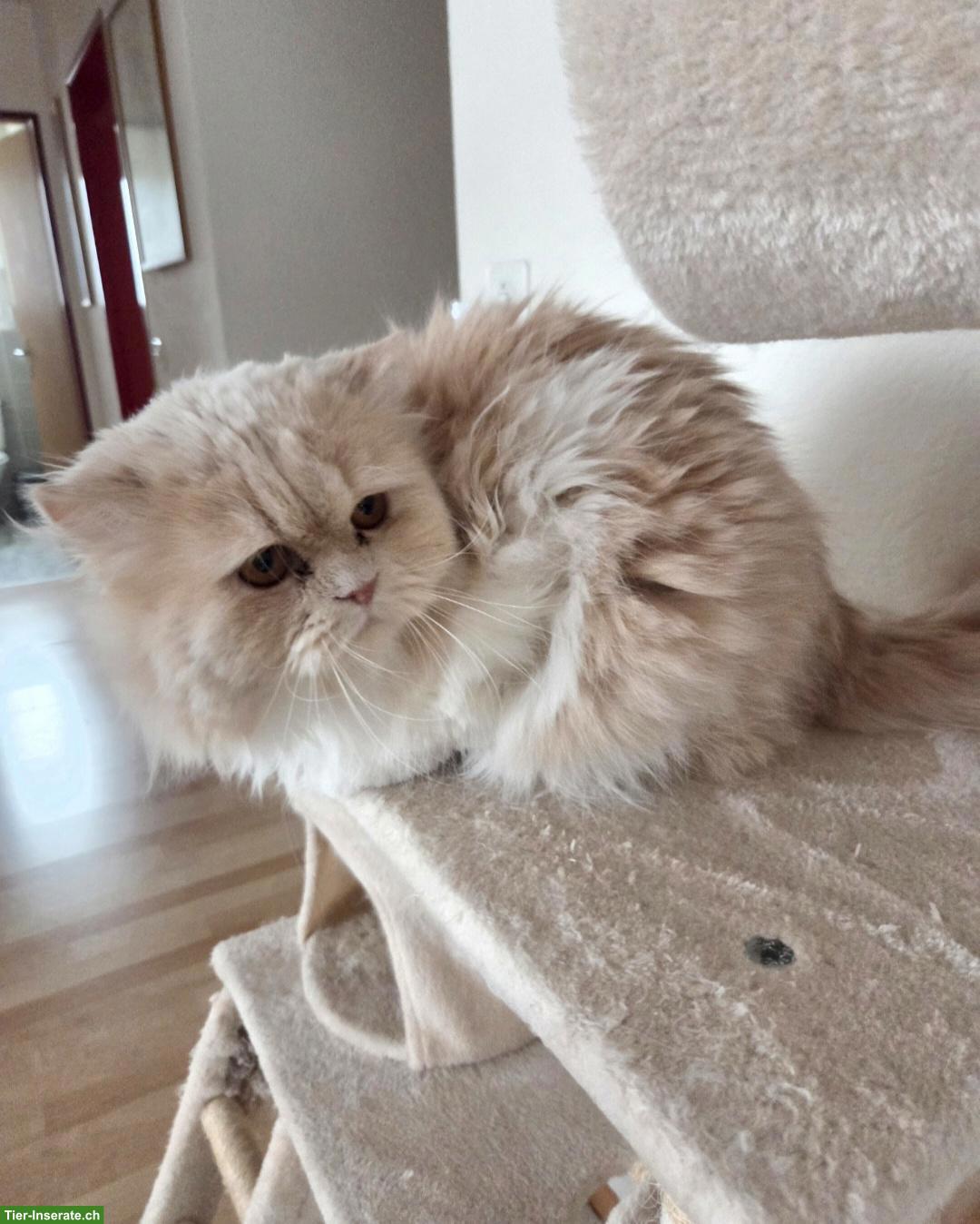 Bild 2: Perserkater Milo, bald 4-jährig abzugeben