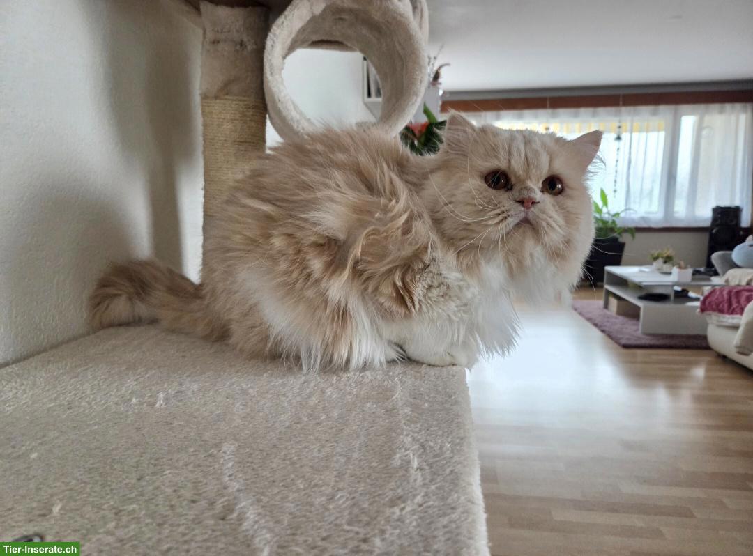 Bild 3: Perserkater Milo, bald 4-jährig abzugeben