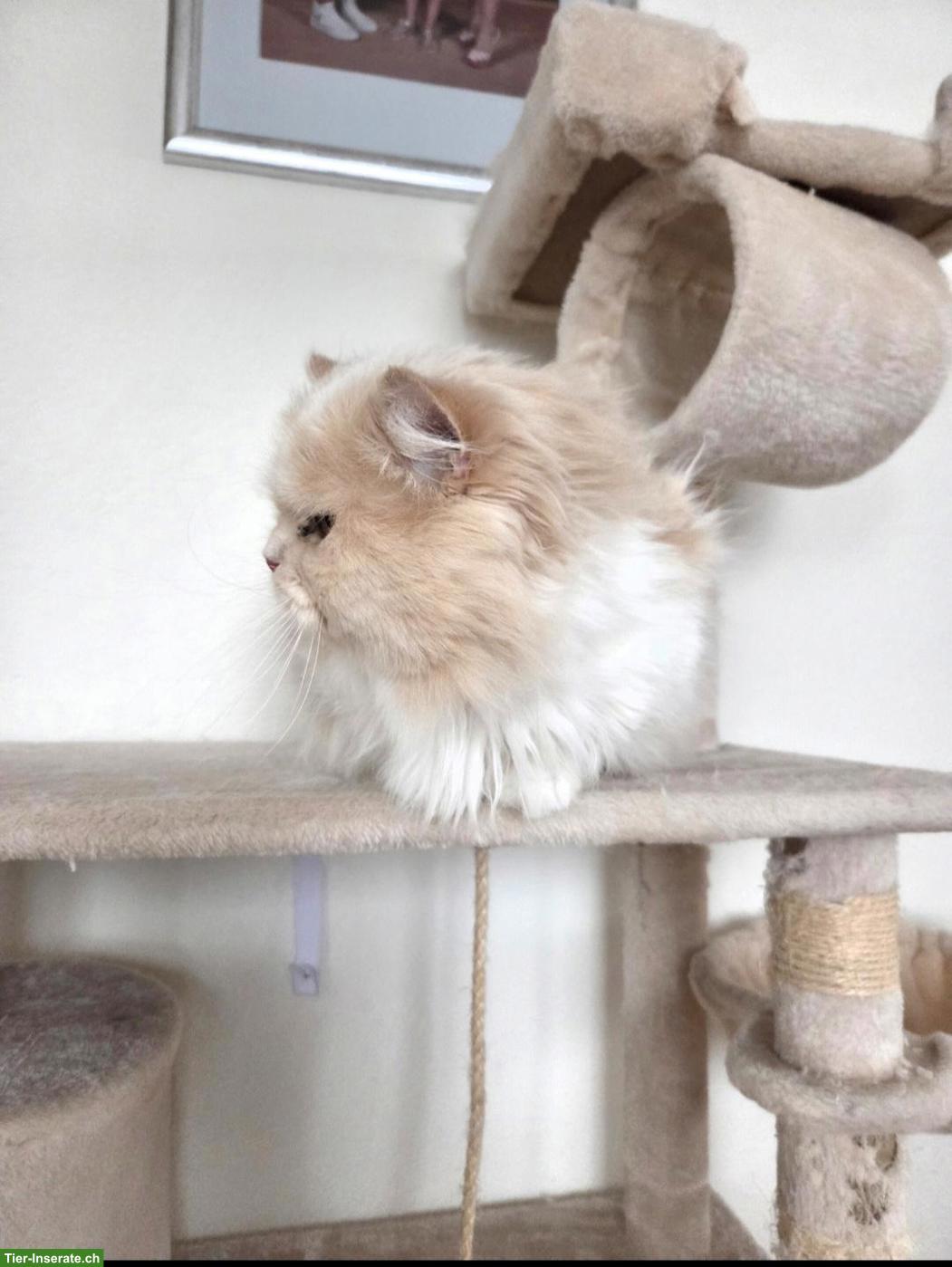 Bild 4: Perserkater Milo, bald 4-jährig abzugeben