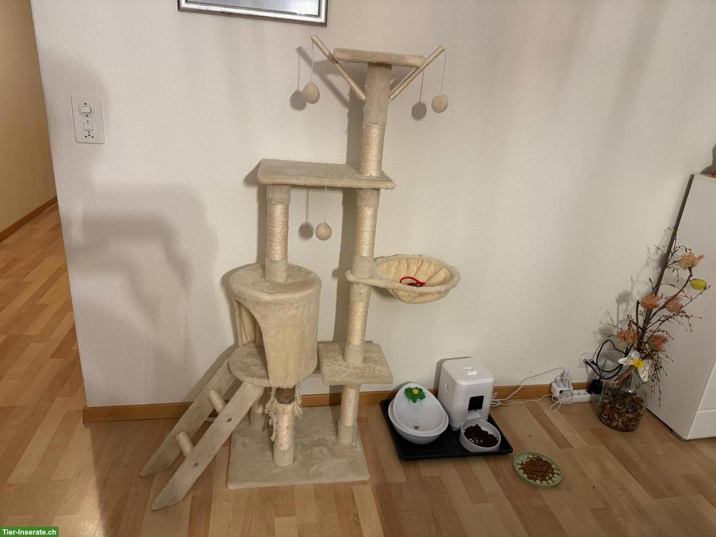 Bild 5: Perserkater Milo, bald 4-jährig abzugeben