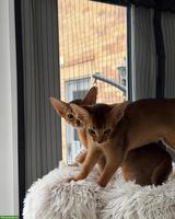 Abessinier Kätzchen zu vergeben, Kater + Kätzin