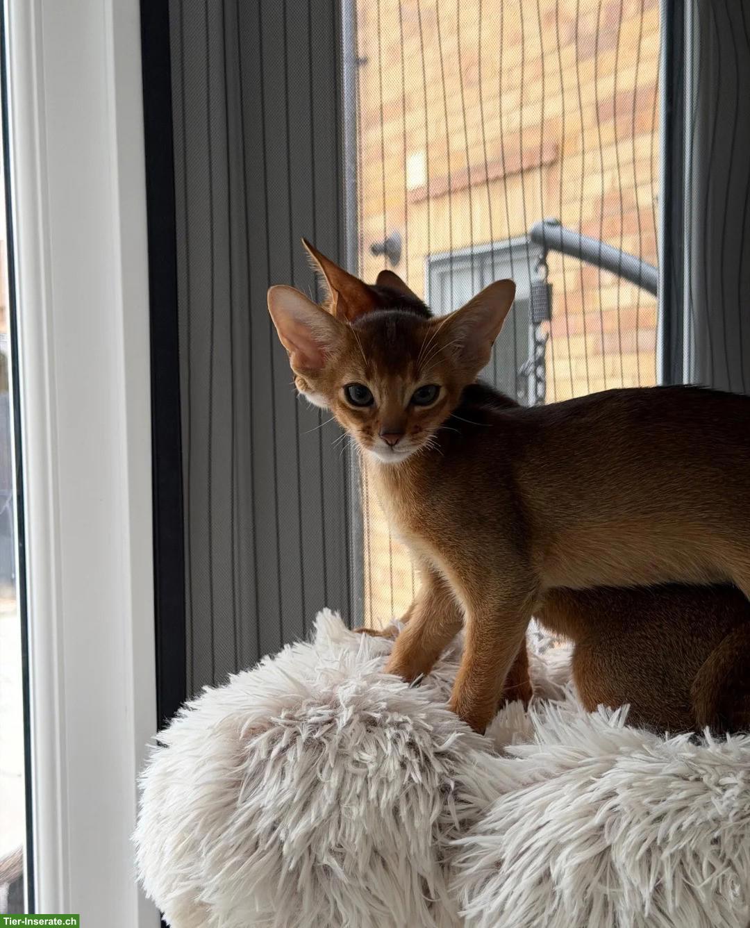 Bild 2: Abessinier Kätzchen zu vergeben, Kater + Kätzin