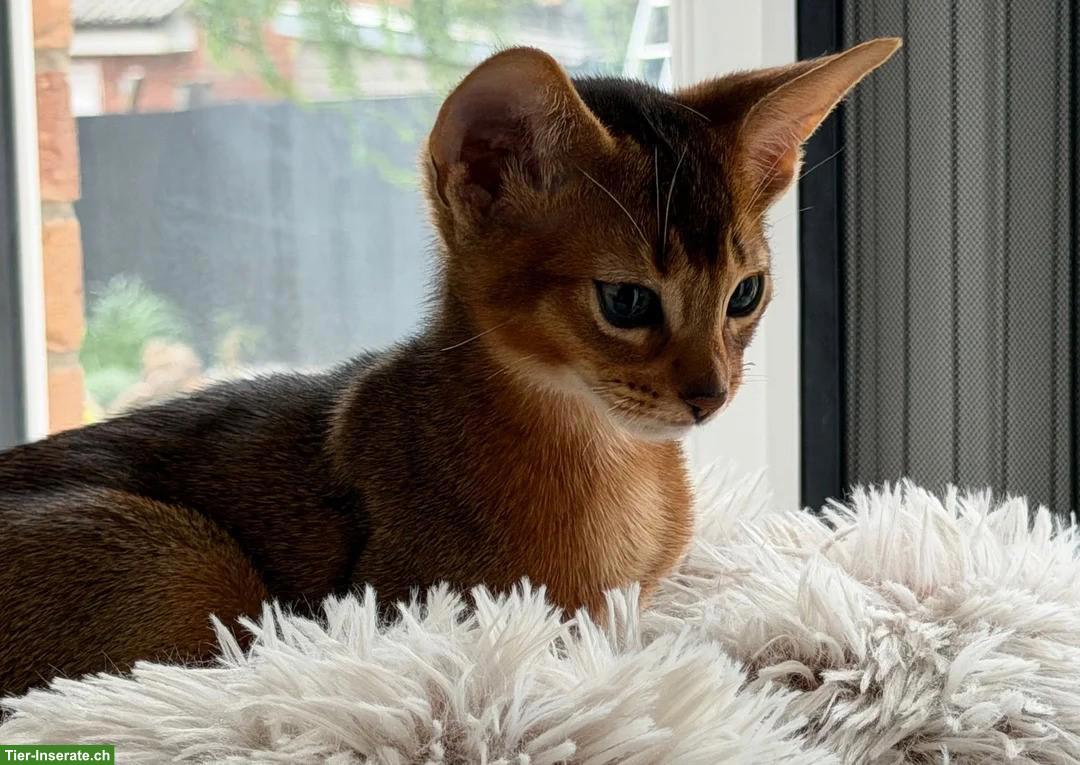 Bild 3: Abessinier Kätzchen zu vergeben, Kater + Kätzin