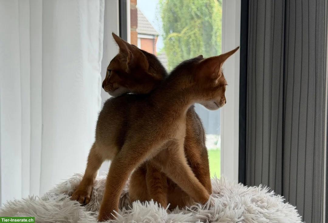 Bild 4: Abessinier Kätzchen zu vergeben, Kater + Kätzin