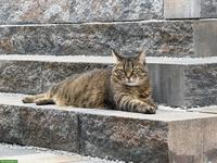Katze Molly sucht ruhiges/liebevolles Zuhause