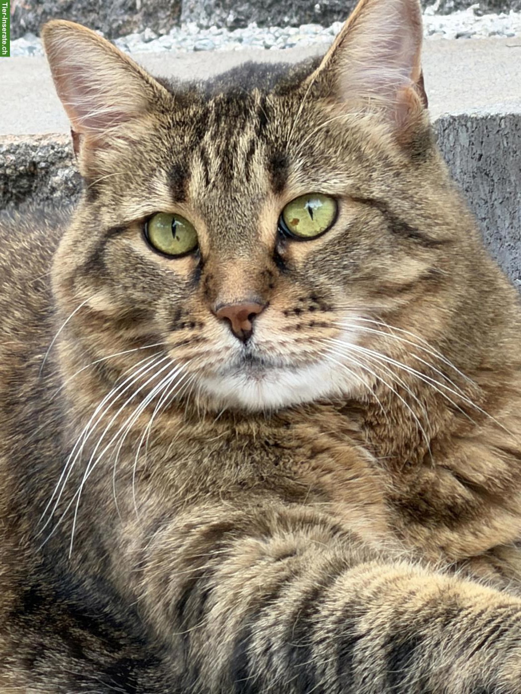Bild 2: Katze Molly sucht ruhiges/liebevolles Zuhause