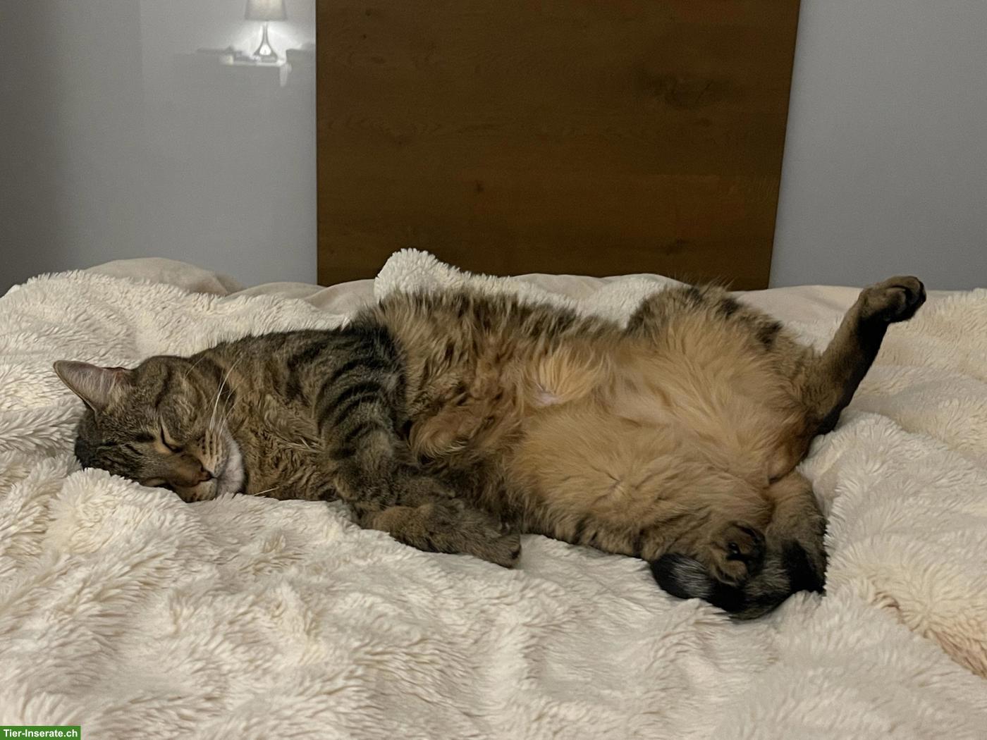 Bild 3: Katze Molly sucht ruhiges/liebevolles Zuhause