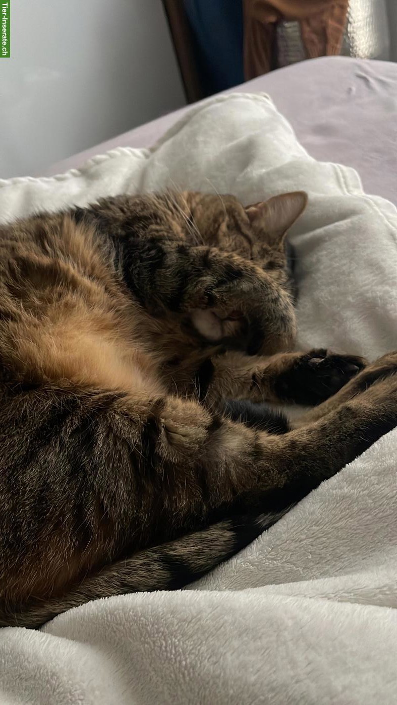 Bild 4: Katze Molly sucht ruhiges/liebevolles Zuhause