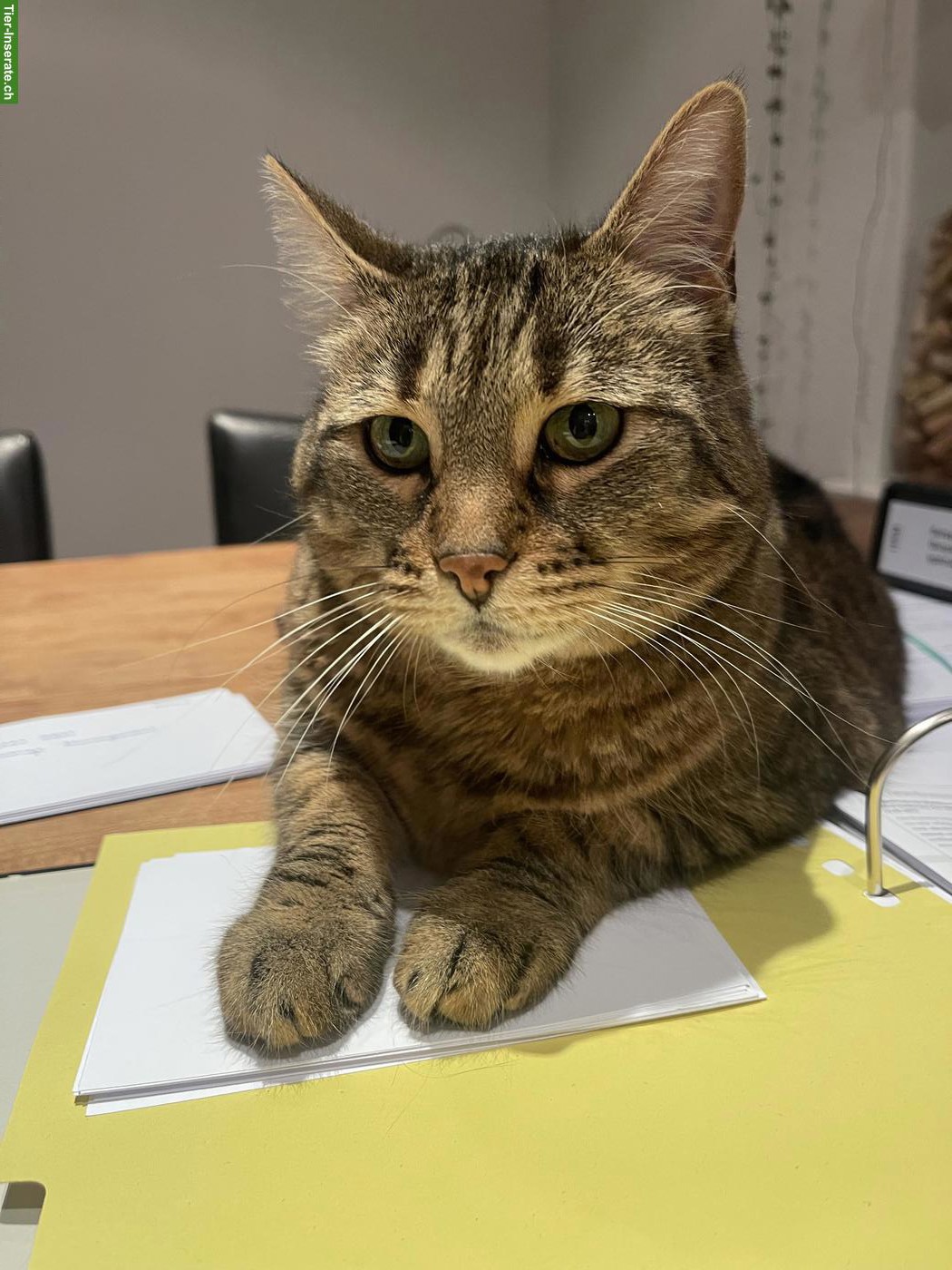 Bild 5: Katze Molly sucht ruhiges/liebevolles Zuhause