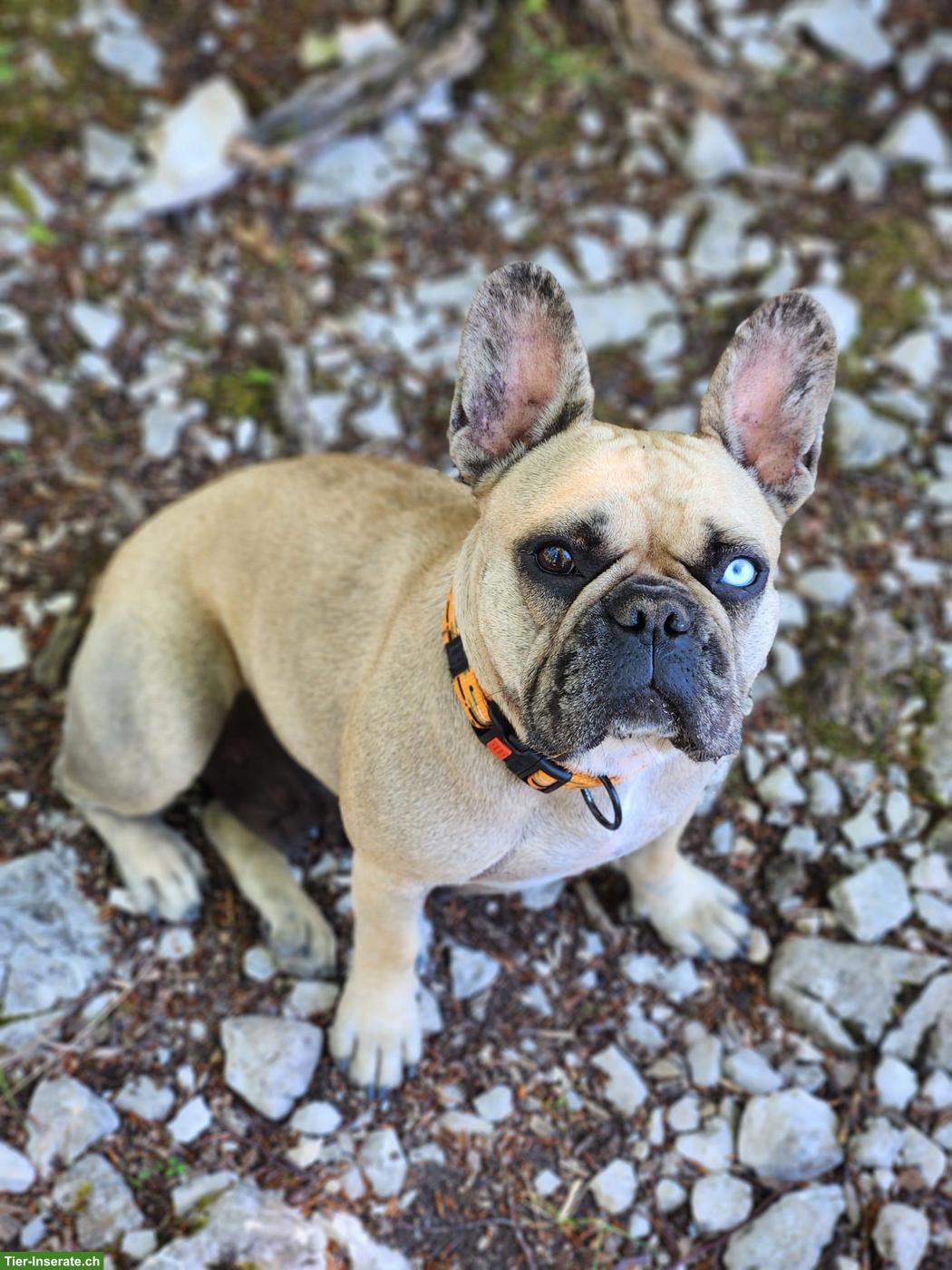 Französische Bulldogge Hündin sucht Zuhause