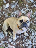 Französische Bulldogge Hündin sucht Zuhause