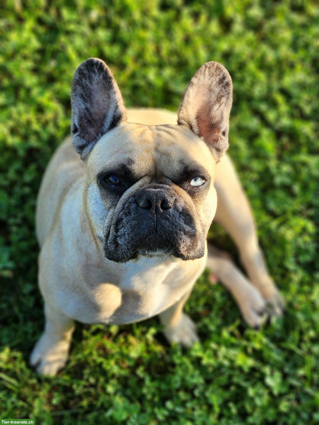 Bild 2: Französische Bulldogge Hündin sucht Zuhause