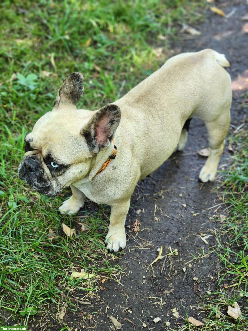 Bild 3: Französische Bulldogge Hündin sucht Zuhause