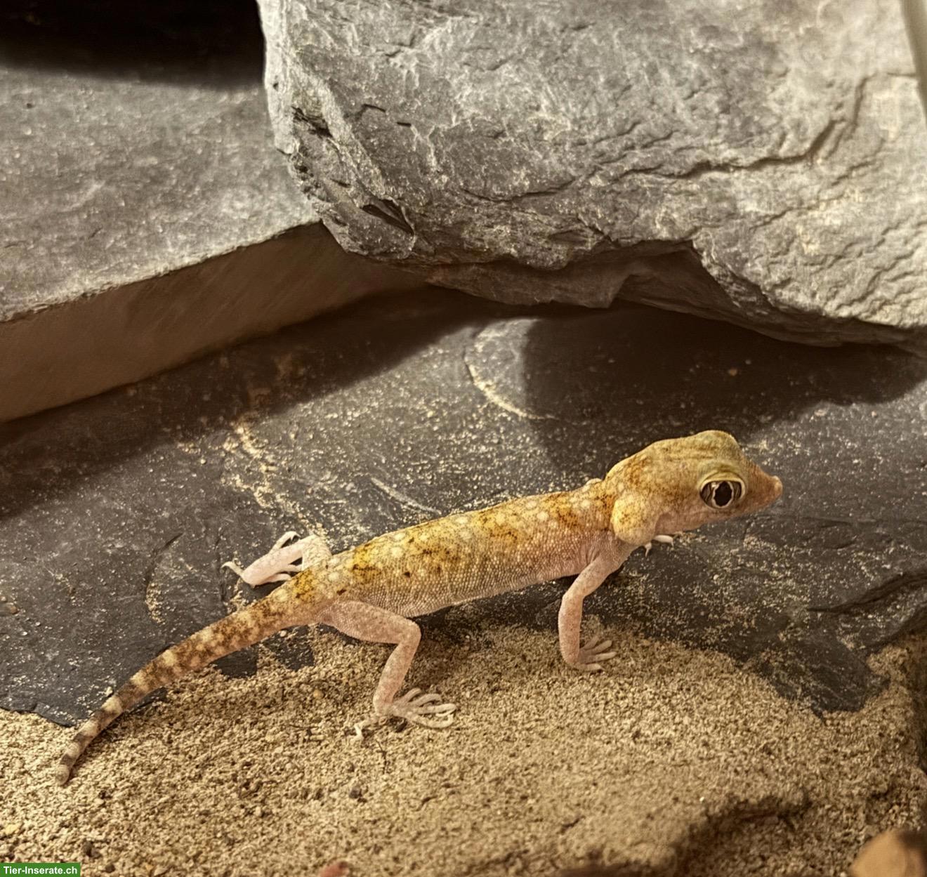 Dünnfingergeckos 0.3 suchen artgerechtes Zuhause