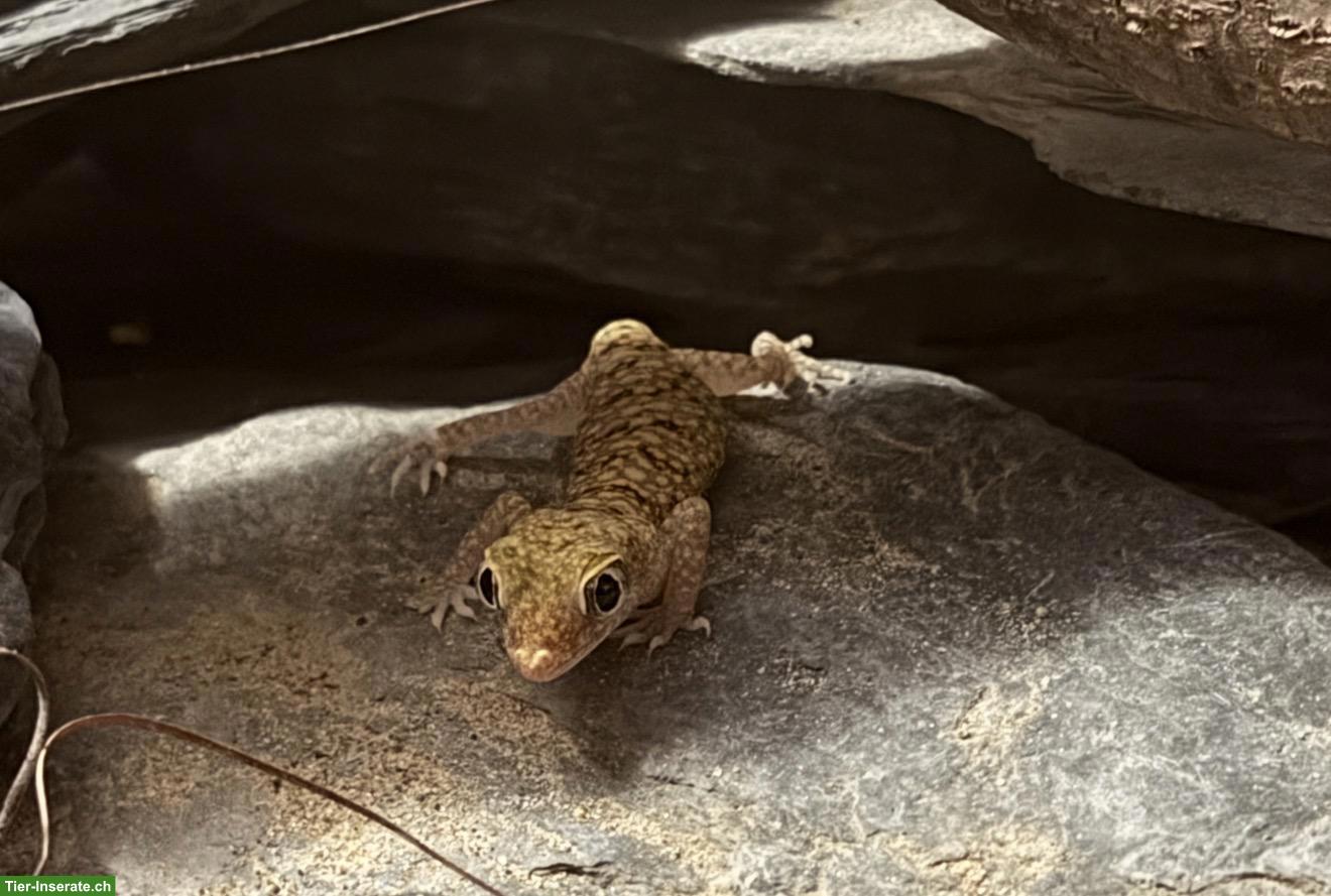 Bild 2: Dünnfingergeckos 0.3 suchen artgerechtes Zuhause