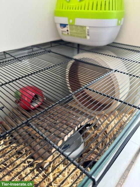 Nagerterrarium/Käfig für Goldhamster/Teddyhamster zu verkaufen