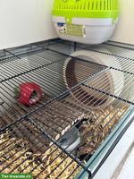 Nagerterrarium/Käfig für Goldhamster/Teddyhamster zu verkaufen