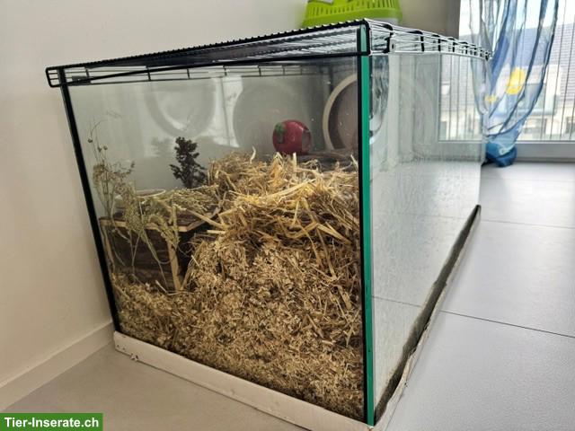 Bild 2: Nagerterrarium/Käfig für Goldhamster/Teddyhamster zu verkaufen