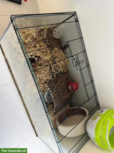 Bild 3: Nagerterrarium/Käfig für Goldhamster/Teddyhamster zu verkaufen