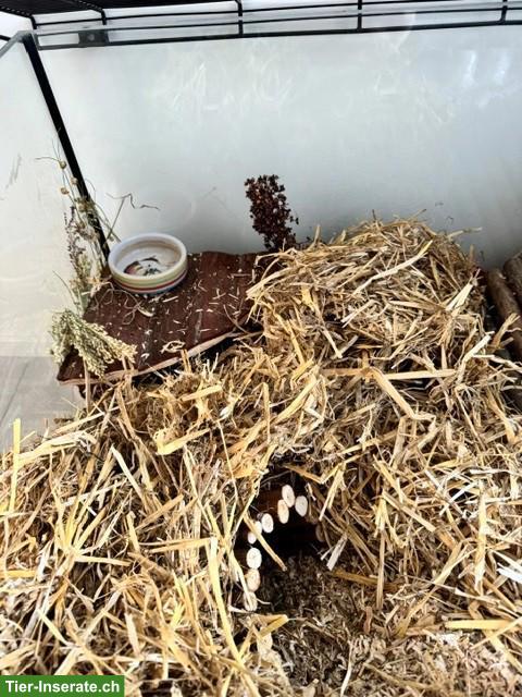 Bild 4: Nagerterrarium/Käfig für Goldhamster/Teddyhamster zu verkaufen
