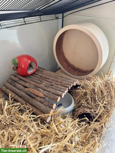 Bild 5: Nagerterrarium/Käfig für Goldhamster/Teddyhamster zu verkaufen