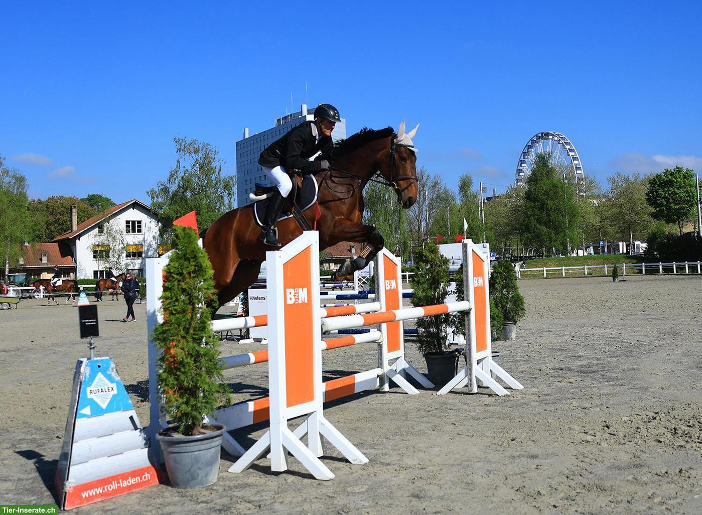 Schweizer Warmblut Stute, Springpferd/Freizeitpferd