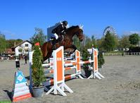 Schweizer Warmblut Stute, Springpferd/Freizeitpferd