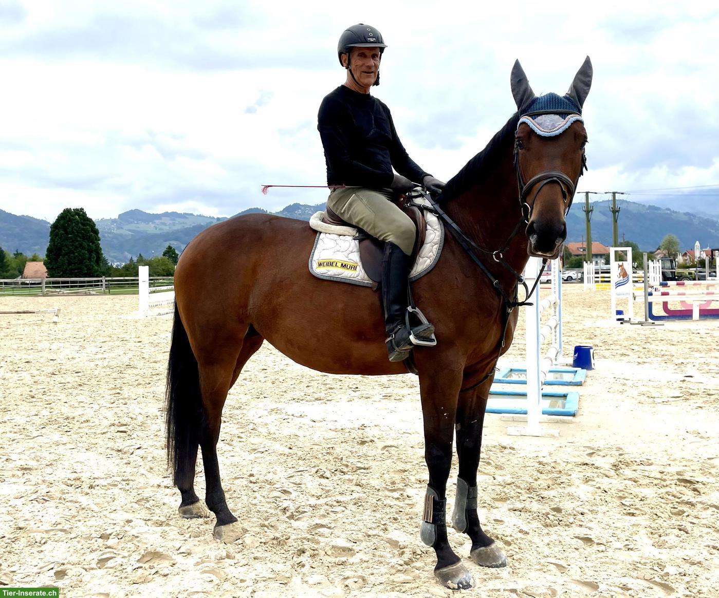 Bild 2: Schweizer Warmblut Stute, Springpferd/Freizeitpferd
