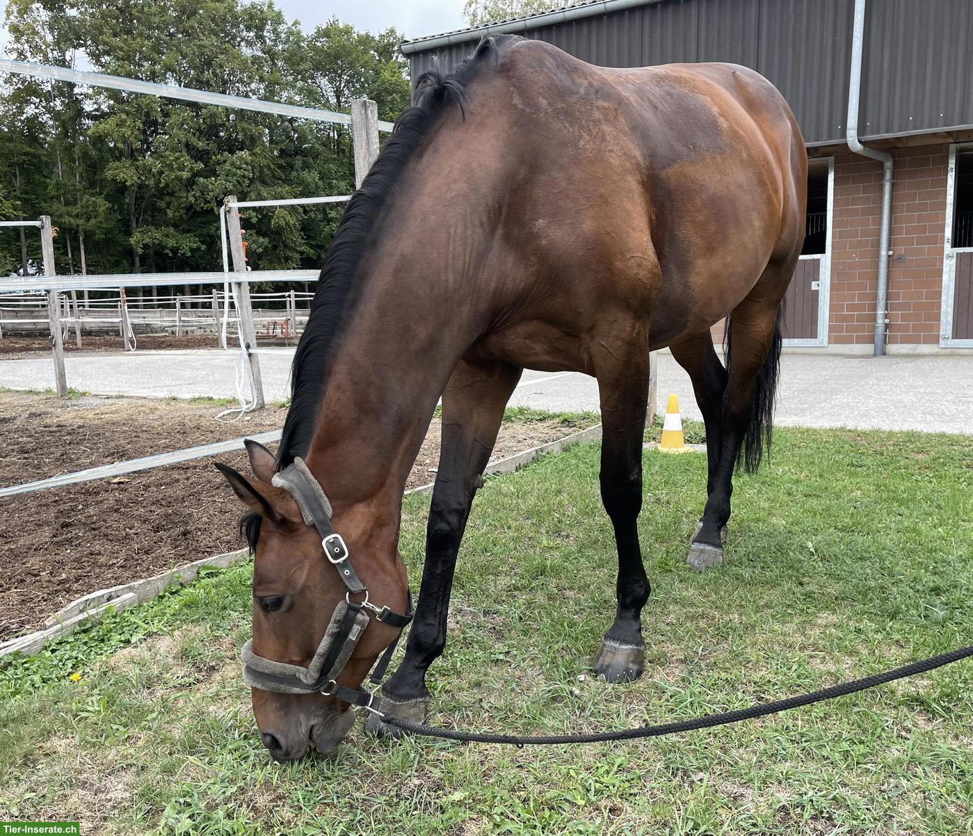 Bild 3: Schweizer Warmblut Stute, Springpferd/Freizeitpferd