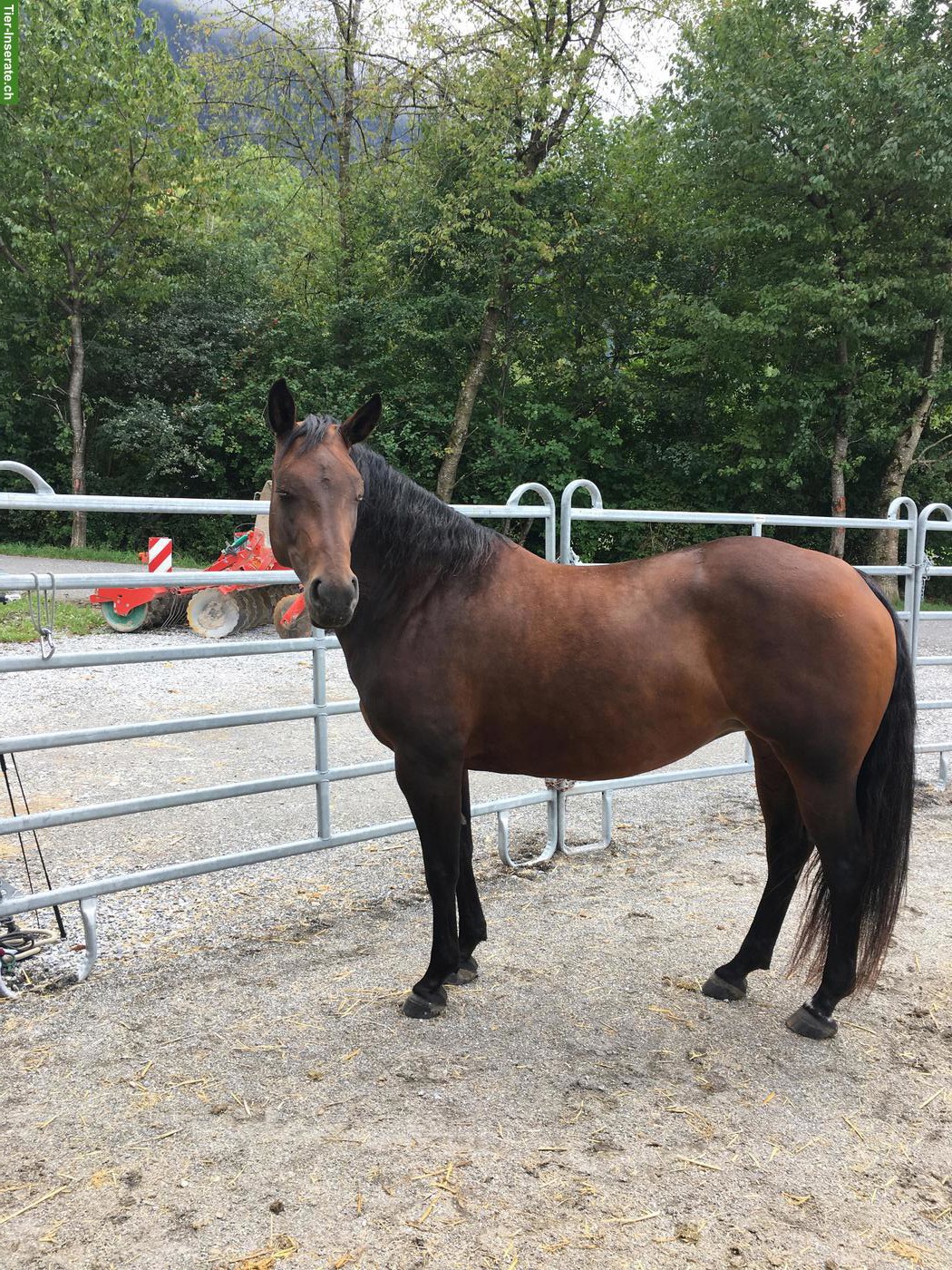 Bild 2: Hübsche Quarter Horse Stute sucht tolles Zuhause
