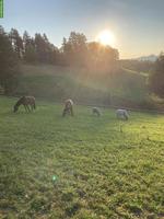 Reit- und Pflegebeteiligungen (Pferde & Ponys)